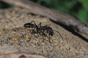 Bullet Ant, paraponera clavata, Costa Rica
