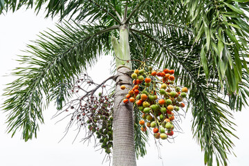 Areca catechu (Areca nut palm, Betel Nuts) ; showing produce on high tree. The ripe fruits, round,...