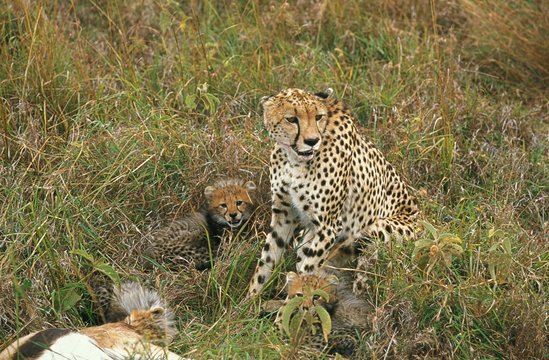 Cheetah, acinonyx jubatus, Female with Cub on a Kill, a Gazelle, Masai Mara Park in Kenya