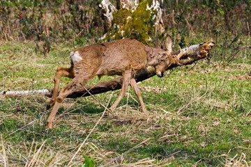 Roe Deer, capreolus capreolus, Male Rubbing its Antlers against Branch, Normandy © slowmotiongli