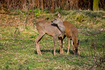 Roe Deer, capreolus capreolus, Females in Undergrowth, Normandy