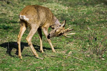 Naklejka na ściany i meble Roe Deer, capreolus capreolus, Male Scratching its Leg, Normandy
