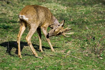 Roe Deer, capreolus capreolus, Male Scratching its Leg, Normandy