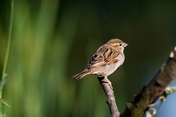 House Sparrow, passer domesticus, Female standing on Branch, Normandy