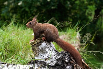 Red Squirrel, sciurus vulgaris, Adult standing on Branch, Normandy