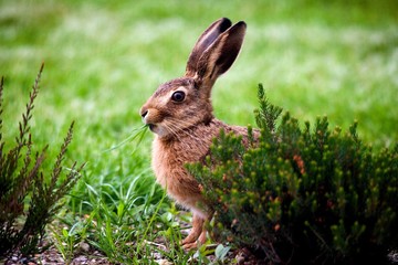 European Brown Hare, lepus europaeus, Adult eating Grass, Normandy