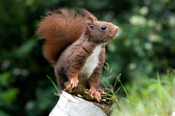 Red Squirrel, sciurus vulgaris, Adult standing on Branch, Normandy