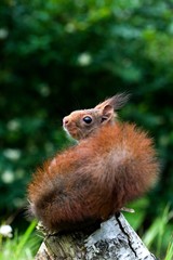 Red Squirrel, sciurus vulgaris, Adult standing on Branch, Normandy