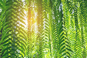 nephrolepis sp fern leaves in a garden.