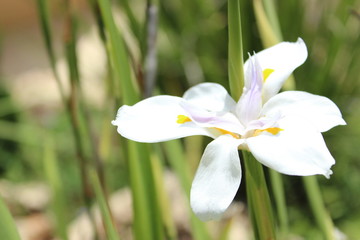 orchid white