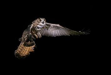 European Eagle Owl, asio otus, Adult in Flight