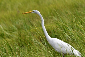 Great Egret/Heron/White in Grass