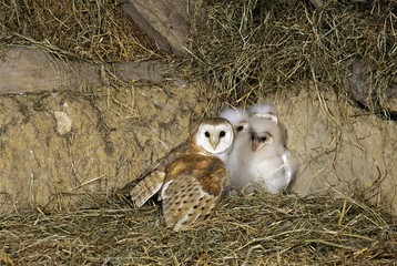 Barn Owl, tyto alba, Adult with Chicks, Normandy © slowmotiongli