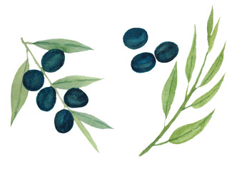 Set of olive branch with olives, olive branch and olives isolated on white background.