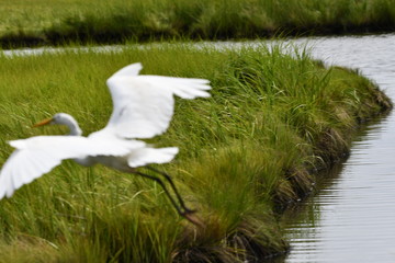 Great Egret/Heron Flying in Bay