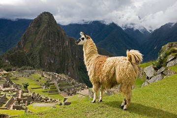 Llama, lama glama, Adult in the Lost City of the Incas, Machu Picchu in Peru © slowmotiongli