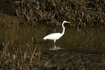Great-White Egret, casmerodius albus, Adult standing in Swamp, Manu Reserve in Peru