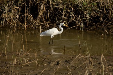 Great-White Egret, casmerodius albus, Adult standing in Swamp, Manu Reserve in Peru