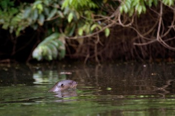 Giant Otter, pteronura brasiliensis, Adult standing in Madre de Dios River, Manu Parc in Peru