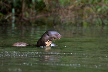 Fototapeta premium Giant Otter, pteronura brasiliensis, Adult standing in Madre de Dios River, Manu Parc in Peru