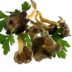 Trumpet Chanterelle Fungi or Autumn Chanterelle, cantharellus tubiformis, Mushroom and Parsley against White Background