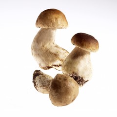 Cep or Penny Bun or King Bolete, boletus edulis, Mushrooms against White Background