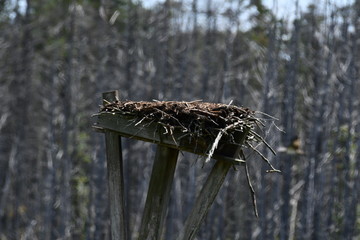 Empty Bird's Nest Large