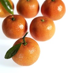 Clementine, citrus reticulata, Fruit against White Background