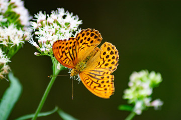 butterfly on yellow flower