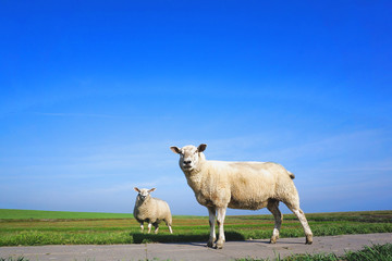 Zwei weiße Schafe vor blauem Himmel und grünem Gras