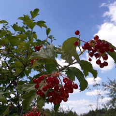 Viburnum