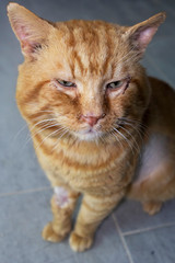 portrait of injured cat