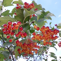 Viburnum