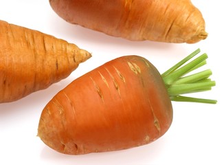 Carrot, daucus carota, Vegetable against White Background