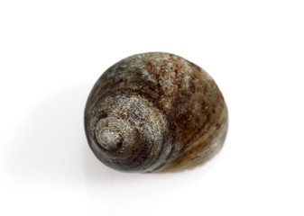 Common Periwinckle, littorina littorea, Shell against White Background