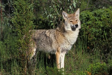 Coyote, canis latrans, Adult emerging from Bush, Montana