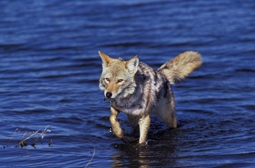 Coyote, canis latrans, Adult emerging from Water, Montana