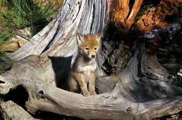 Coyote, canis latrans, Pup standing on Stock, Montana