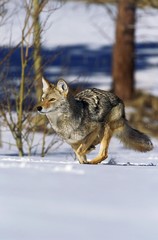 Naklejka premium Coyote, canis latrans, Adult running on Snow, Montana