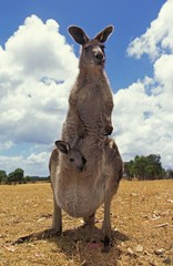 Eastern Grey Kangaroo, macropus giganteus, Female with Head of Joey emerging from Pouch, Australia © slowmotiongli
