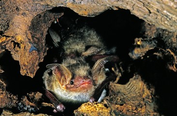 Mouse-Eared Bat, myotis myotis, Adult standing in Stump