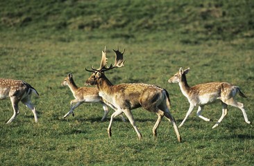 Naklejka na ściany i meble Fallow Deer, dama dama, Herd with Male and Females running on Grass