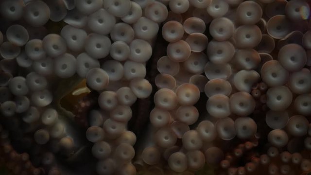 Weird octopus with suckers on arms. Giant squid tentacles macro close up. Large scary hypnotic kraken with eight limbs. Multitask symbol and colossal mollusc monster from legend. Mesmerising sprut.