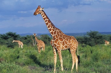Reticulated Giraffe, giraffa camelopardalis reticulata, Group standing in Bush, Samburu Park in Kenya