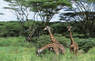 Fototapeta premium Masai Giraffe, giraffa camelopardalis tippelskirchi, Group standing in Bush, Kenya