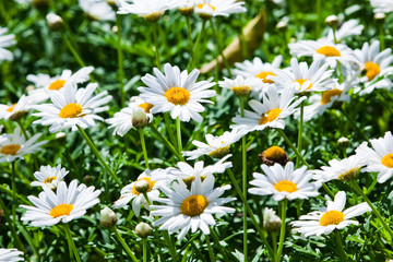Close-up beautiful daisy flowers blooming in the garden.