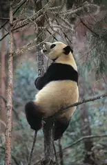 Gardinen Panda Giant Panda, ailuropoda melanoleuca, Adult standing in Tree, Wolong Reserve in China  © slowmotiongli