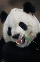 Giant Panda, ailuropoda melanoleuca, Adult eating Bamboo Leaves, Wolong Reserve in China