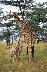 Masai Giraffe, giraffa camelopardalis tippelskirchi, Female with Young Suckling, Kenya