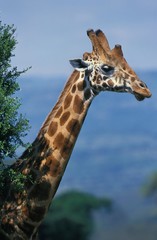 Rothschild's Giraffe, giraffa camelopardalis rothschildi, Head of Adult emerging from Bush, Nakuru park in Kenya